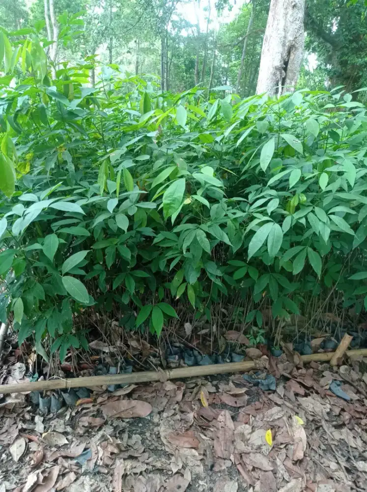 Bibit Mahoni dan kehutanan