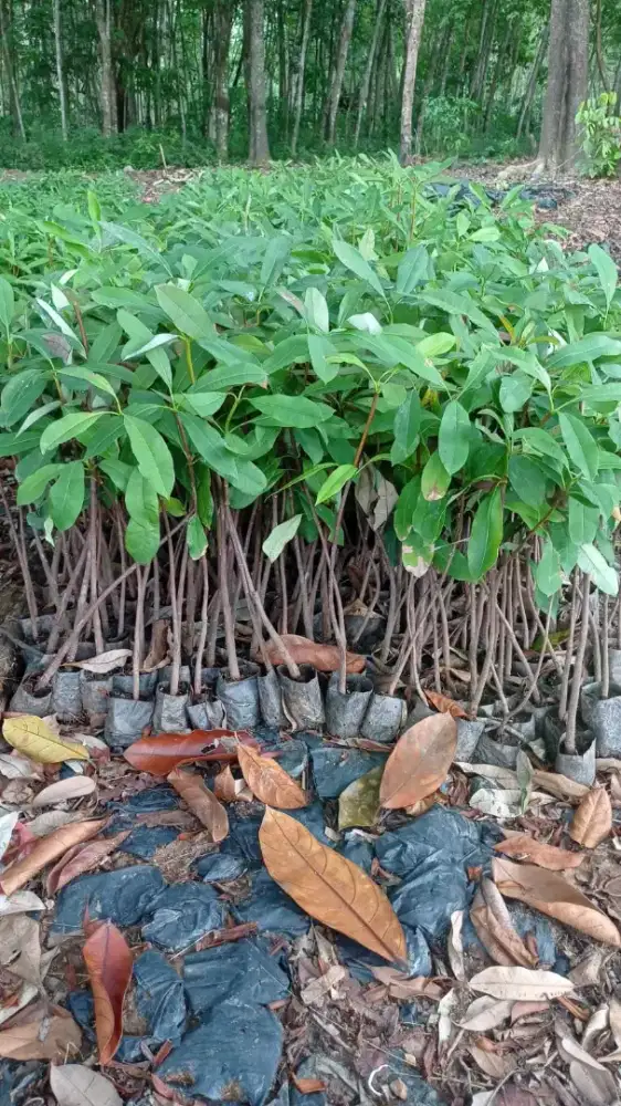 Bibit Tembesu dan Kayu kehutanan