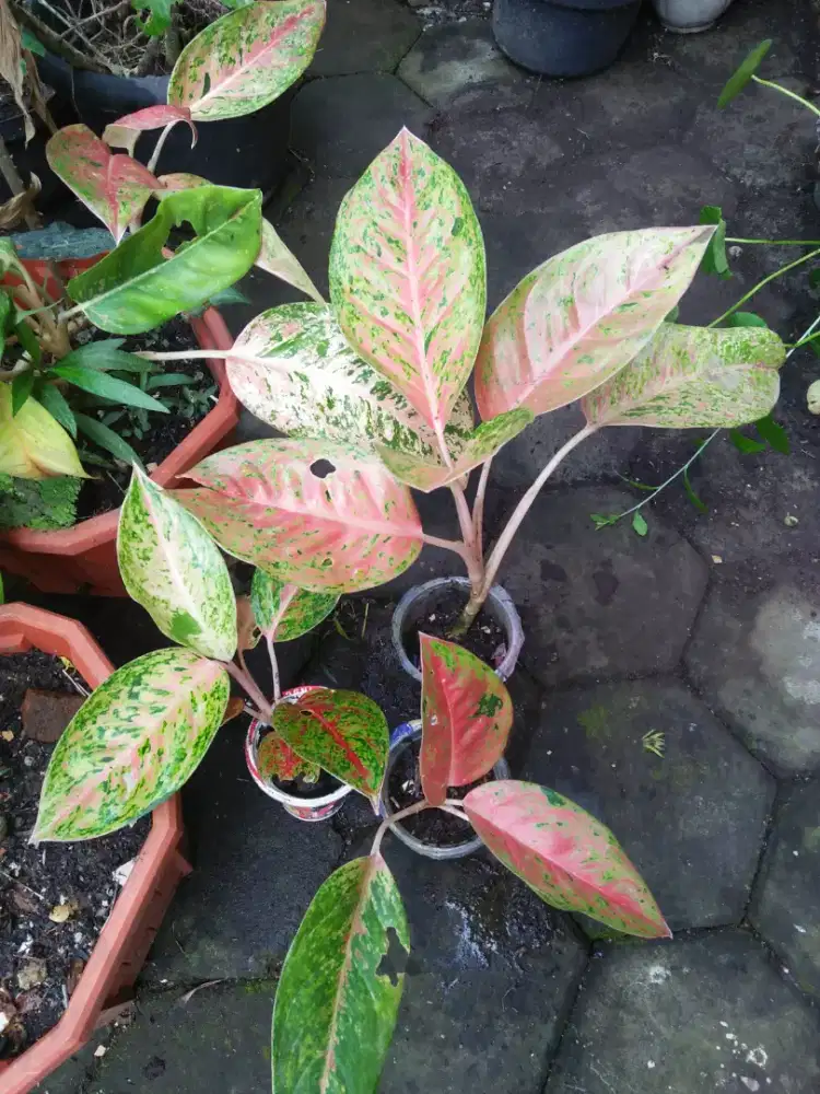 Bibit tanaman aglonema