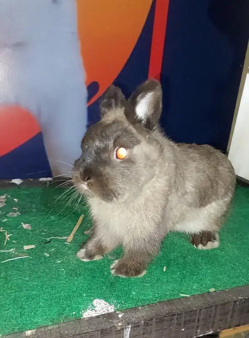 Kelinci netherland dwarf