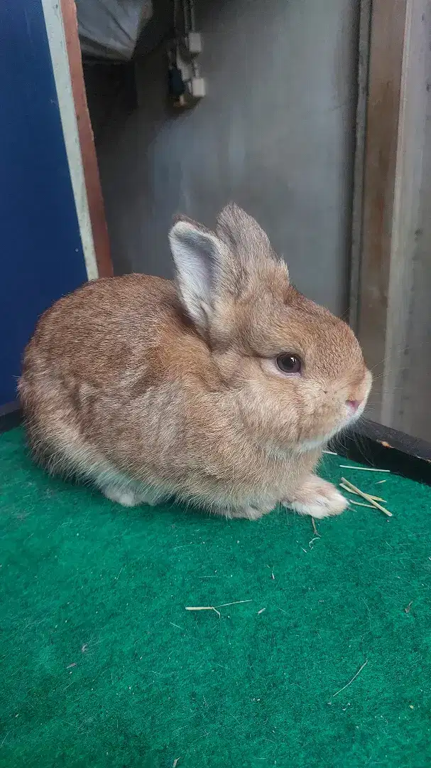 Kelinci netherland dwarf