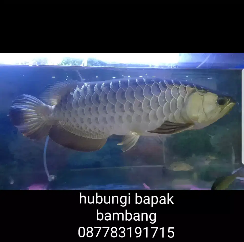 Ikan arwana gold bersertifikat