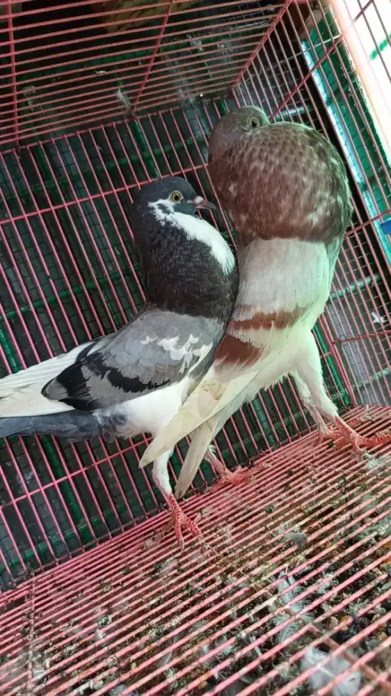 Merpati norweich couper siapan induk