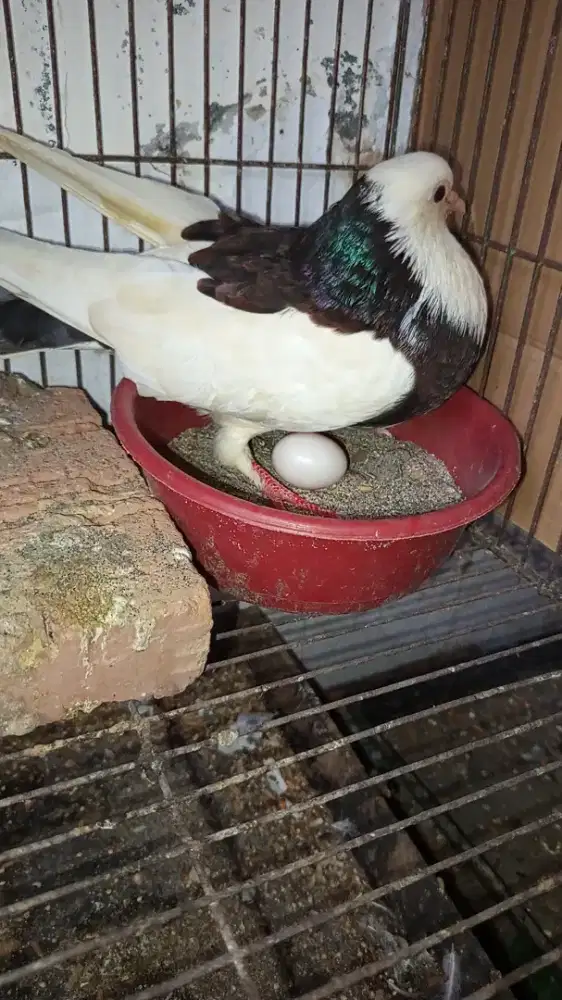 Gondok indukan bawa telur