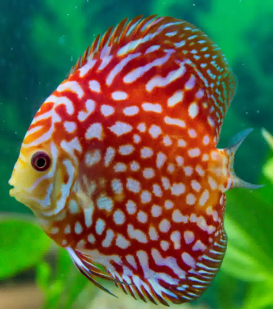 Ikan Discus Red Pigeon