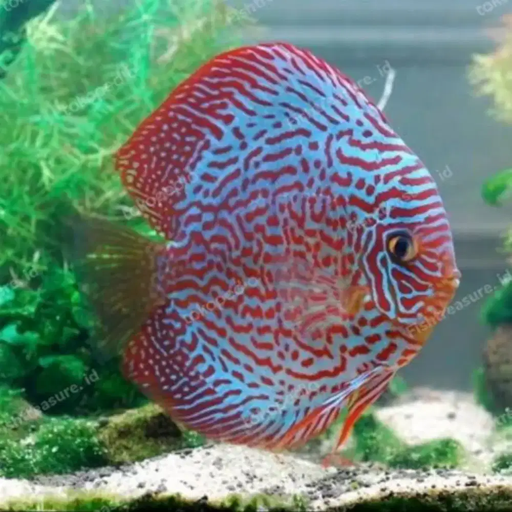 Ikan Discus Turquise