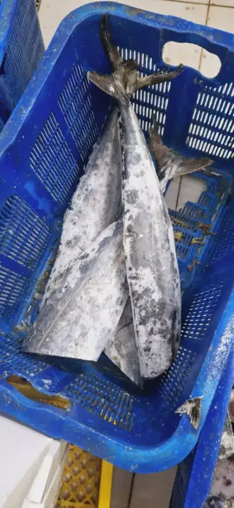 Ikan Tenggiri Pempek Somay dll