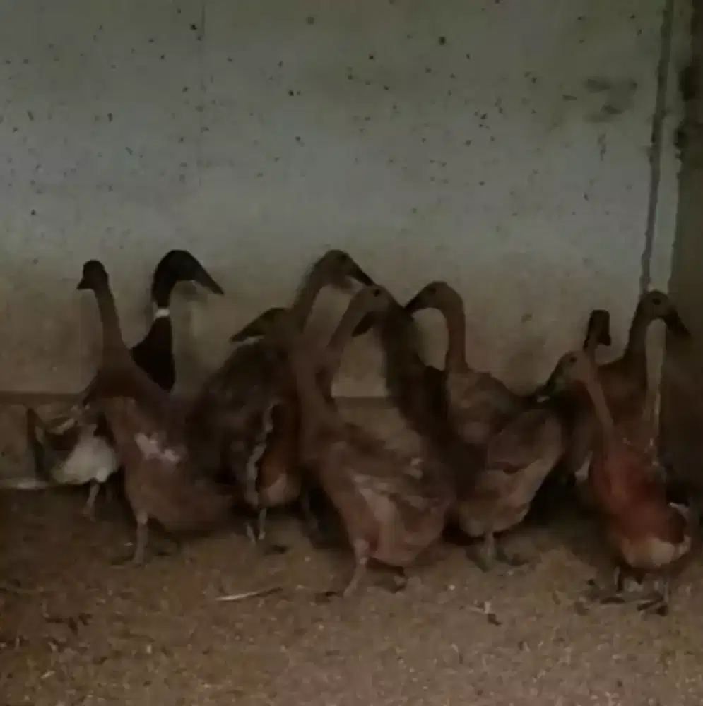 Bebek Petelur Cihateup