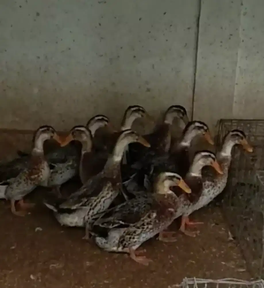 Bebek Petelur Alabio Dewasa