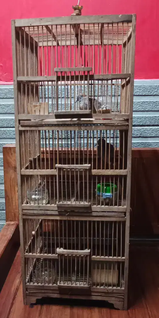 Perkutut Lokal Hasil Pikat