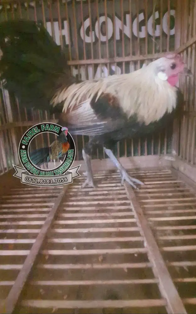 Ayam hutan jalak sumatera ori