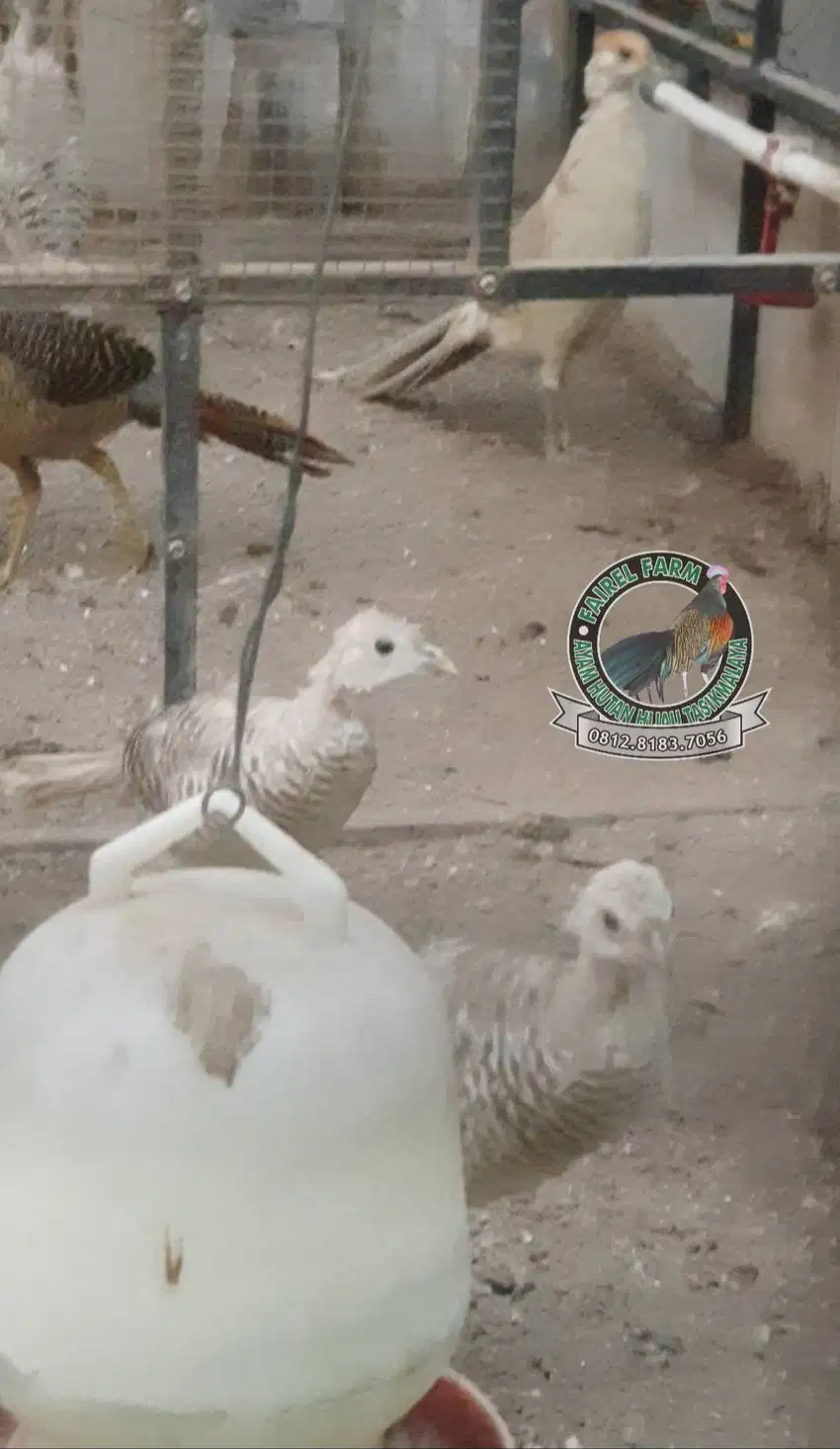 Jual Yellow pheasant sepasang