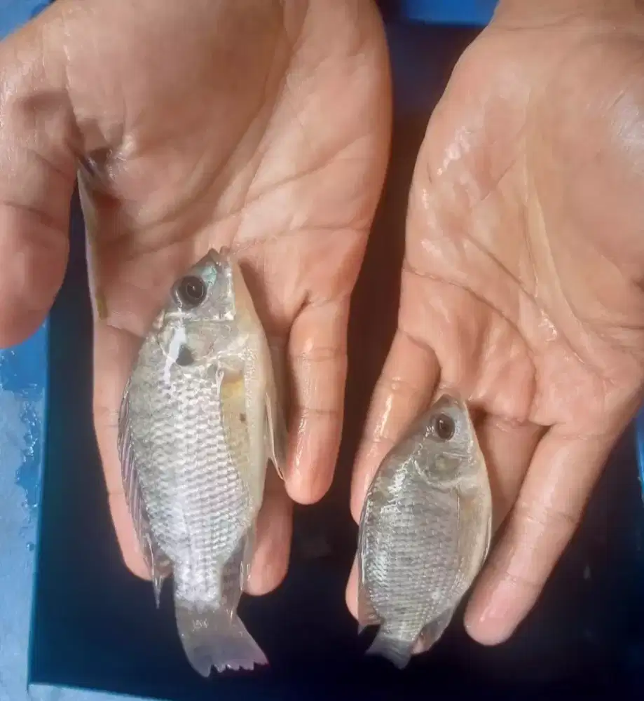 Ikan nila nirwana / blackprima