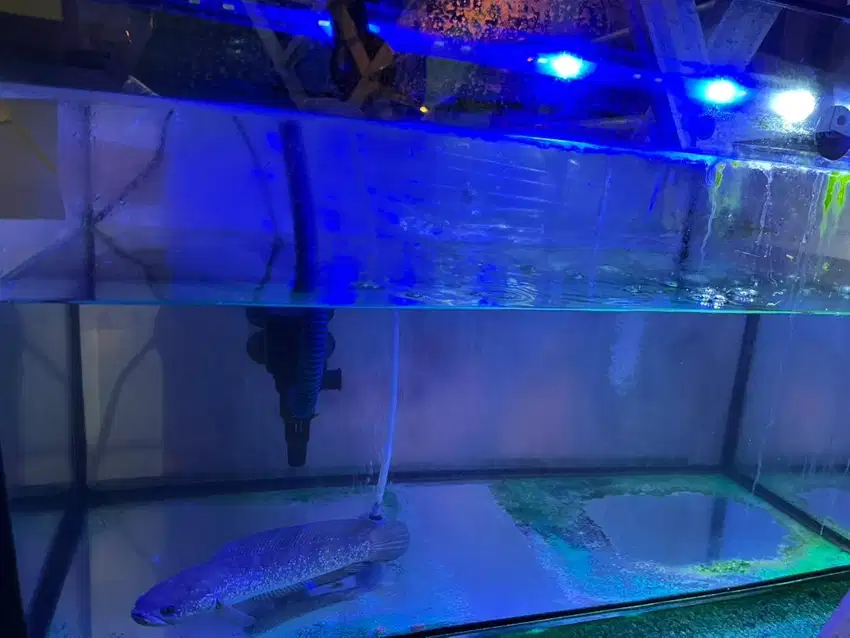 Aquarium ikan chana