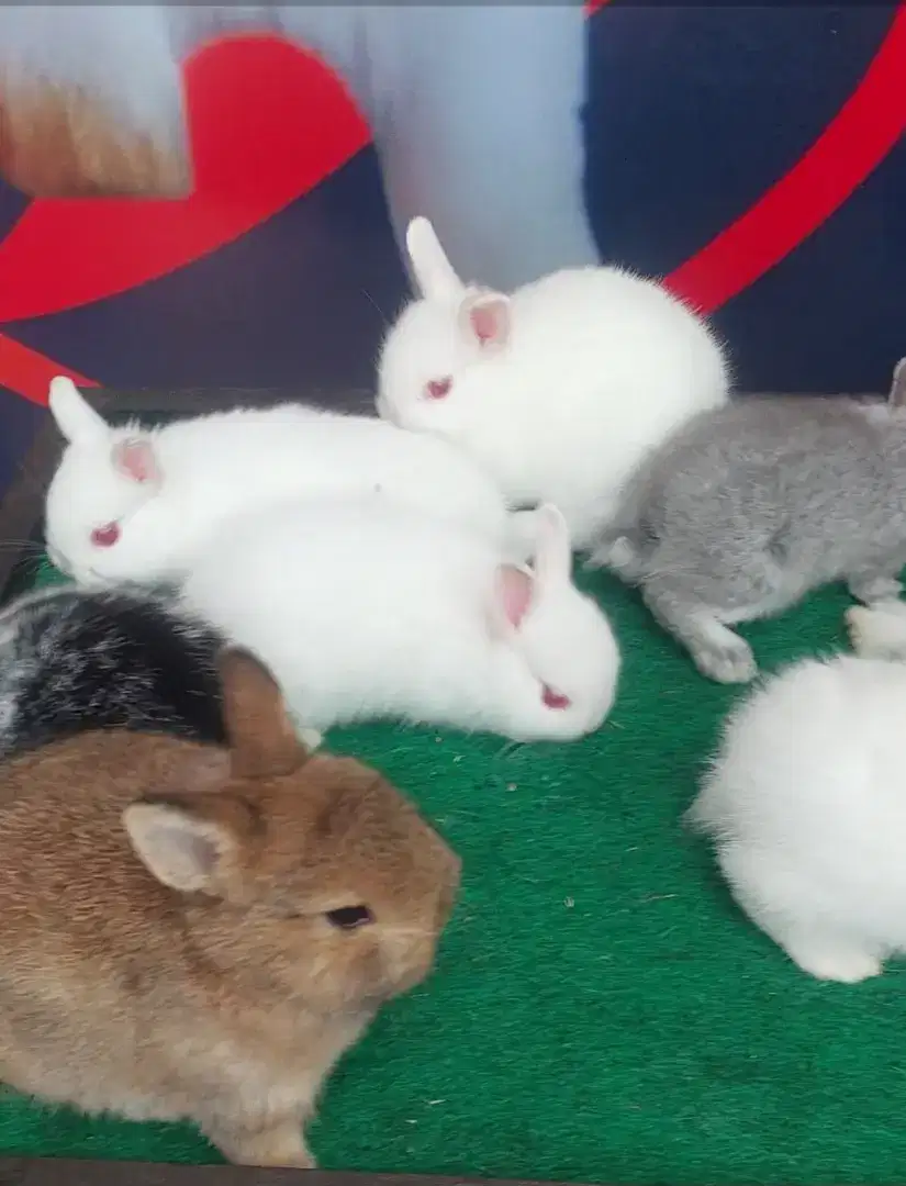 Anakan kelinci netherland dwarf