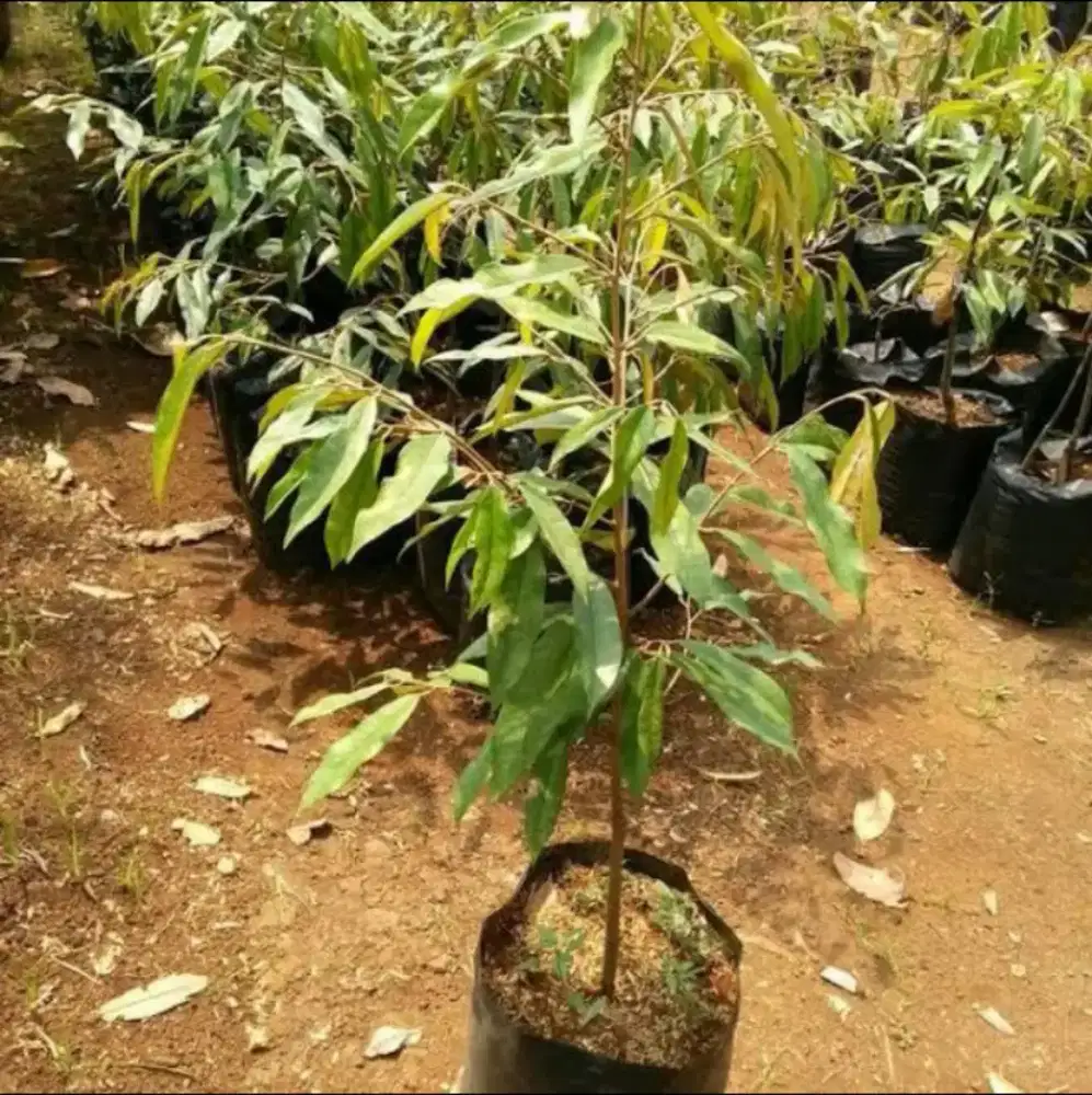 Bibit Durian Bawor Siap Tanam