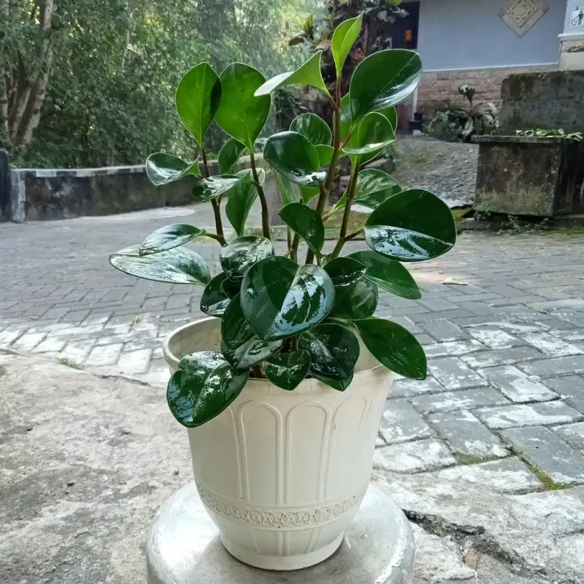 Tanaman Hias Indoor Hidup Pembersih Udara