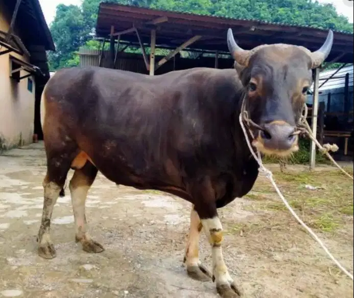 tabungan qurban 2jt/bln 12x sapi bali 350-400 kiloan siap kurban 2026