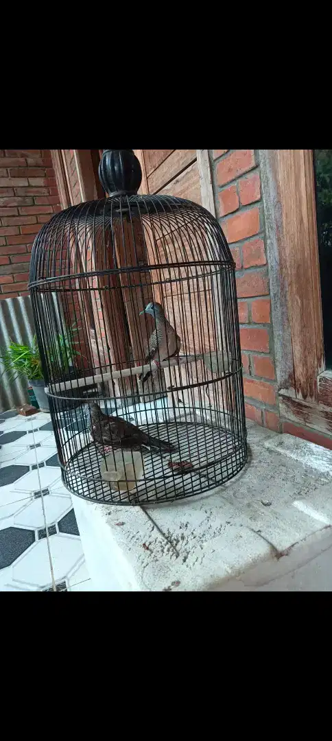 Burung perkutut Bangkok sepasang