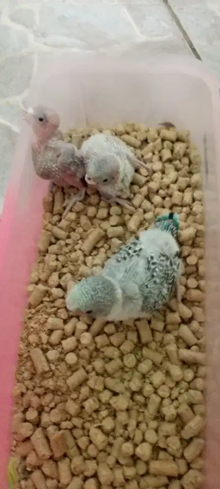 Baby parkit lokal