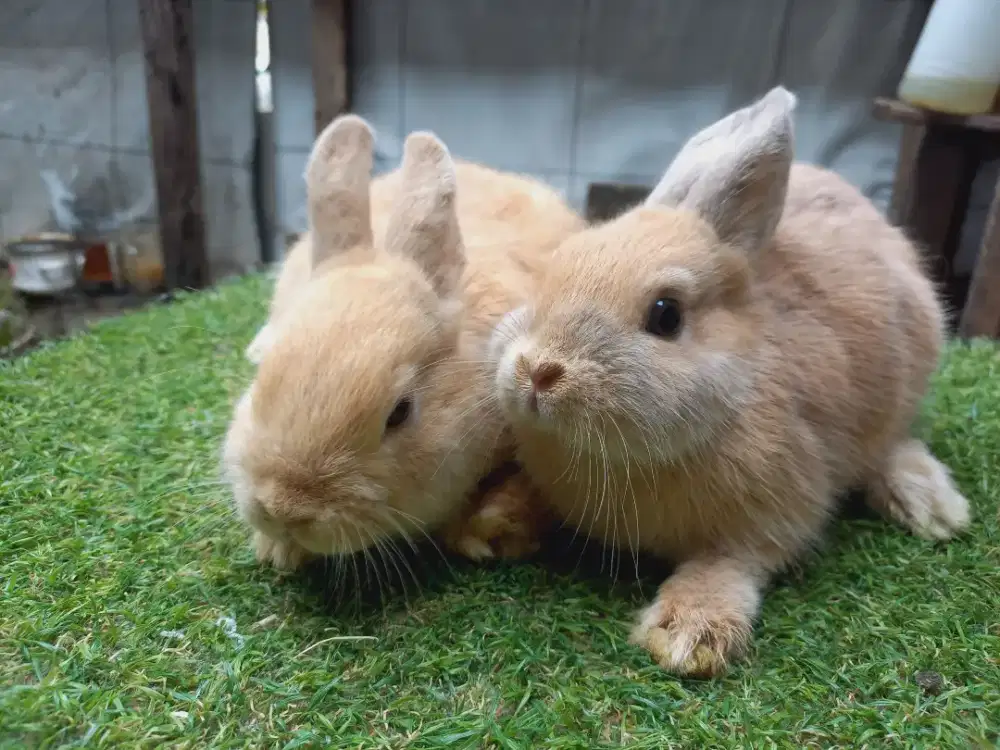 Kelinci mini Netherland orange jantan