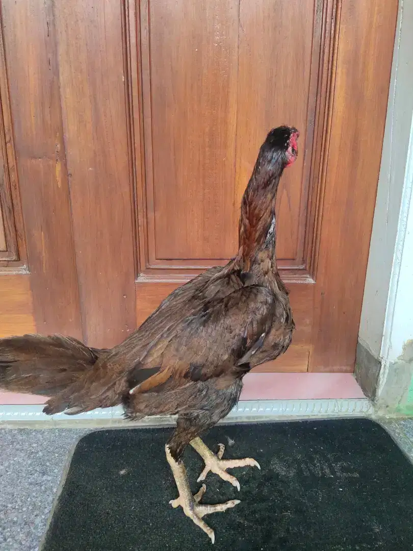 Ayam Bangkok Klasik