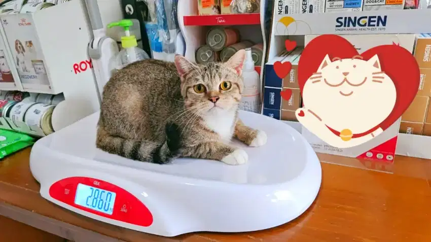 Kitten shorthair