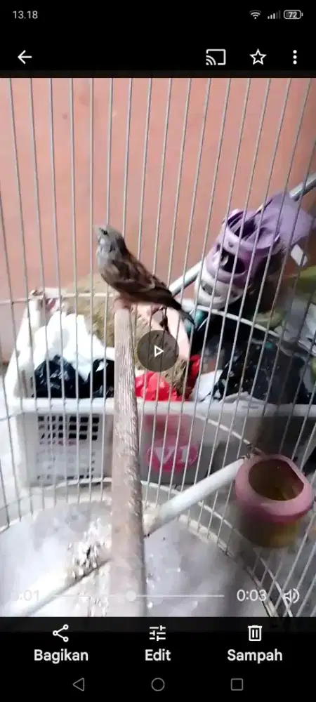 Jual burung ocehan.Beckshrot.jantan.