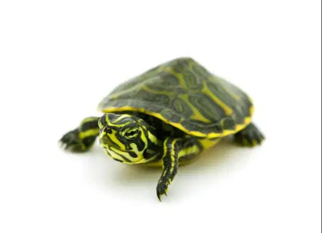 Kura Kura Yellow Bally