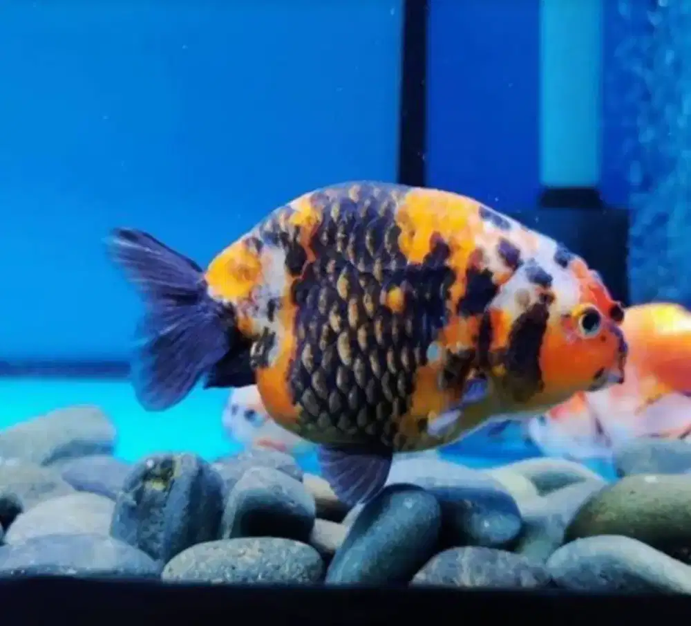 Ikan Koki Ranchu