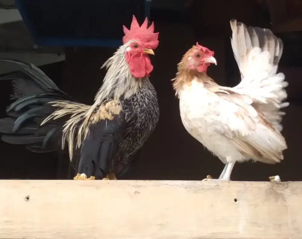Ayam kate keturunan serama sepasang