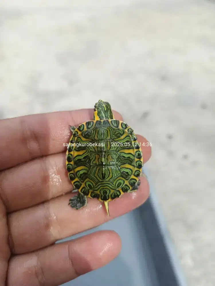 Kura hybrida venusta x yellow belly istimewa