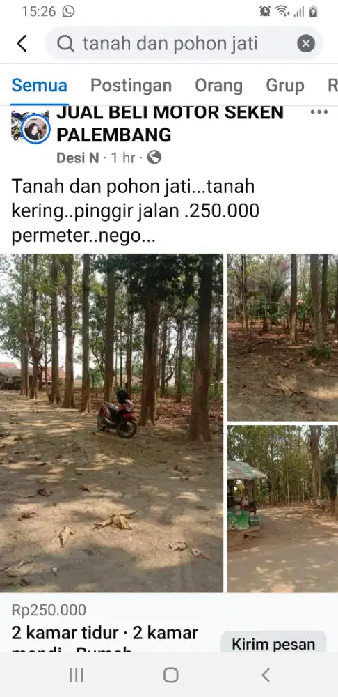 Kayu jati di talang benteng