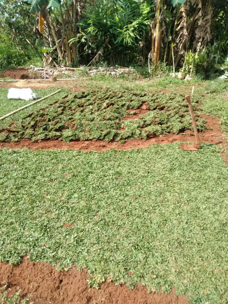 Rumput gajah mini murah