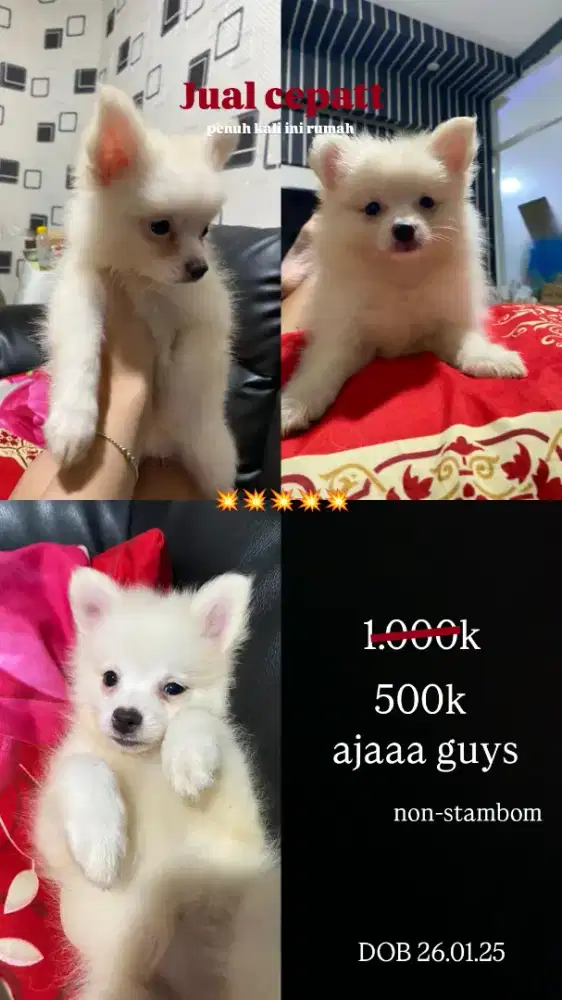 Anak Anjing Pom