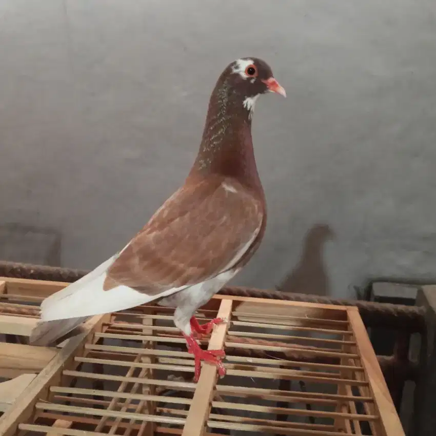 Burung dara merpati kolong player
