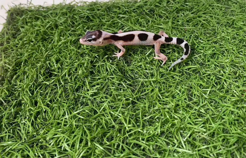 LEOPARD GECKO / LUCU DAN MENGGEMASKAN