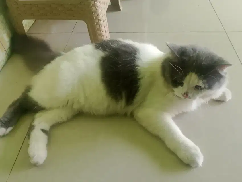 Kucing Persia Set Dengan Kandang Dan Isinya
