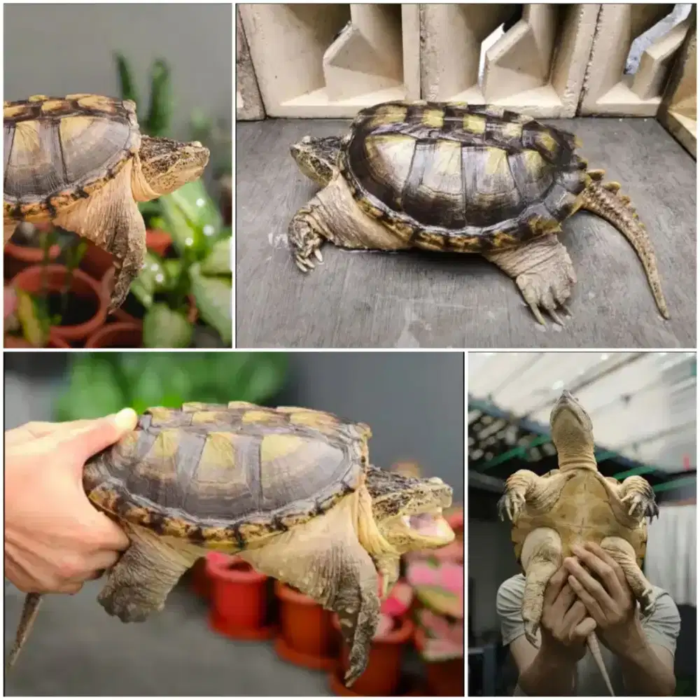 LANGKA Kura-kura Common Snapping Turtle Rawatan SUPER CERAH Plus AQu1M