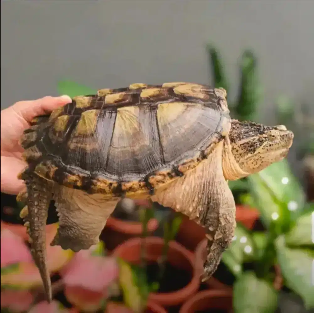 LANGKA Kura-kura Common Snapping Turtle Rawatan SUPER CERAH Plus AQu1M