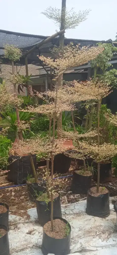 Ketapang farigata tinggi 1 mtr