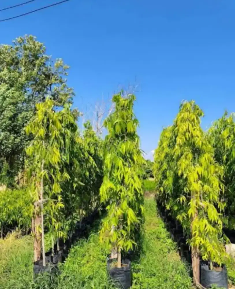 Glodokan tiang tinggi 2 mtr