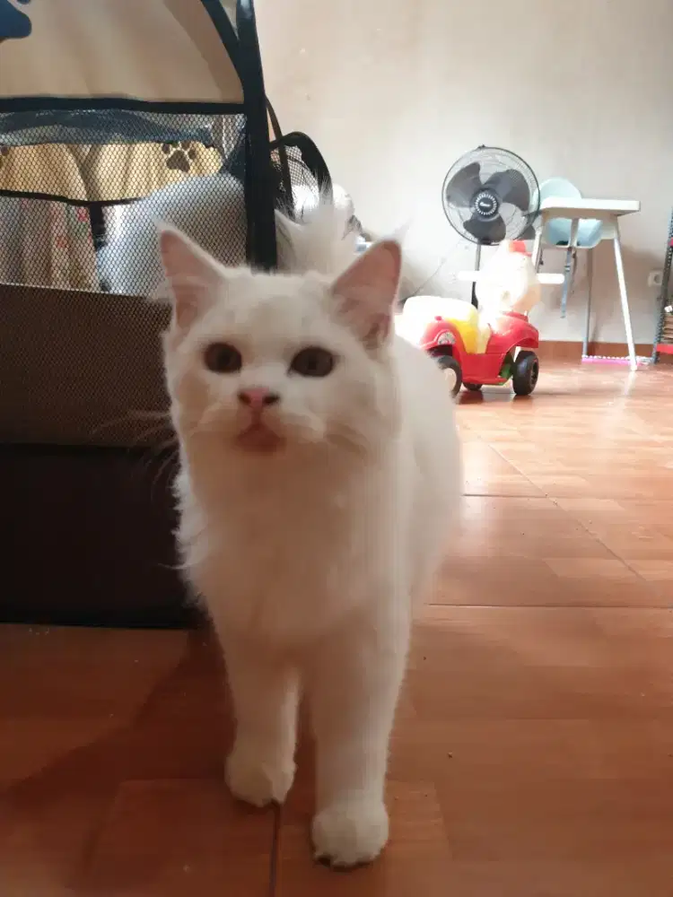 Kucing Persia Himalaya Putih Jantan Jinak Lucu