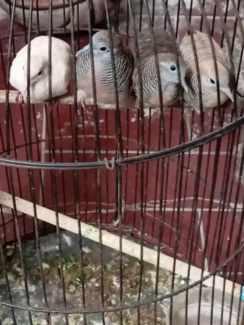 4  Burung Perkutut ( putih, krem, crosing bangkok)