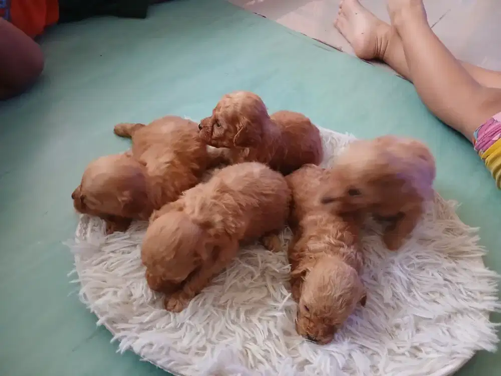 ANJING TOY POODLE ECER BORONG STANBUM