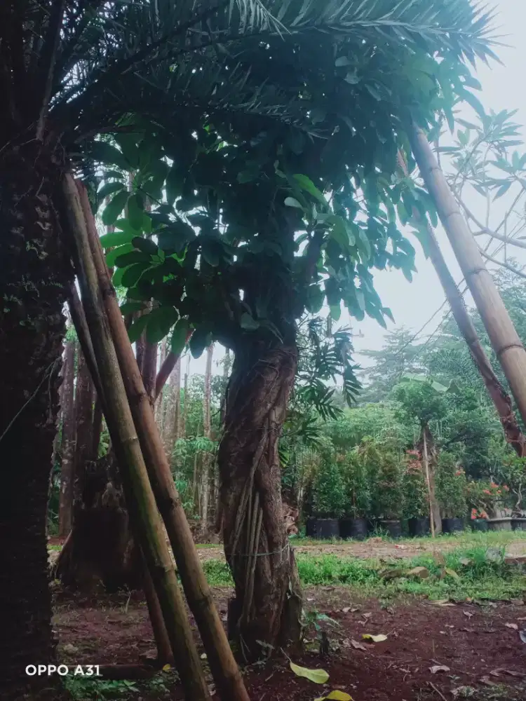 Jual pohon wali songo