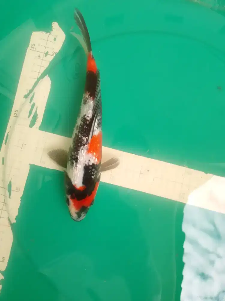 Ikan koi jenis Showa Ginrin warna red 32cm