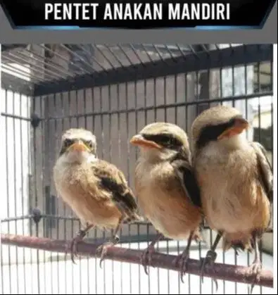 burung pentet lolohan jawa timur body jumbo