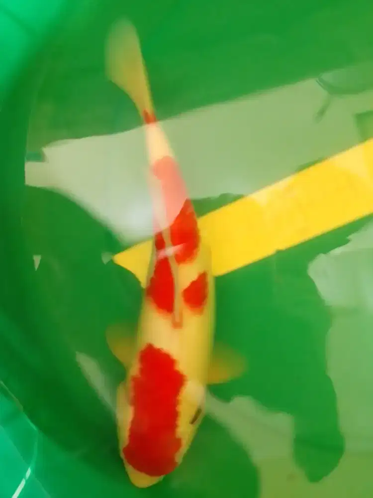 Ikan koi jenis KOHAKU 36cm HQ
