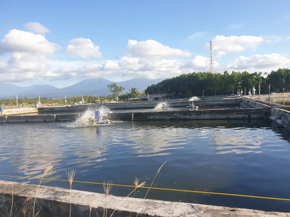 Dijual Tambak Udang Jl Ikan Paus Kertosari Banyuwangi